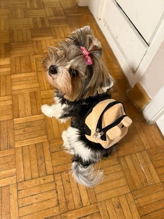 Arnes con Mochila para perritos
