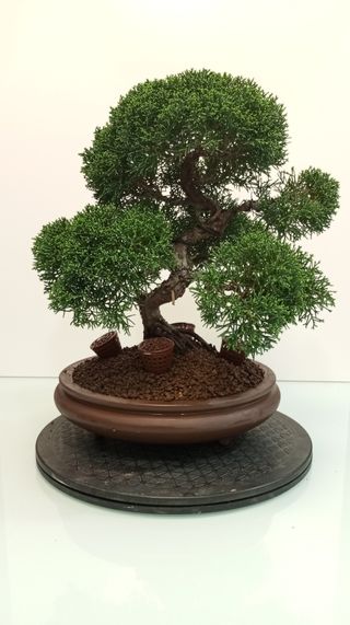 Bonsai Junipero Itoigawa (20 años)