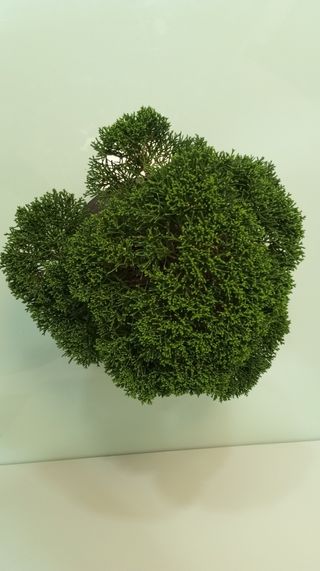 Bonsai Junipero Itoigawa (20 años)