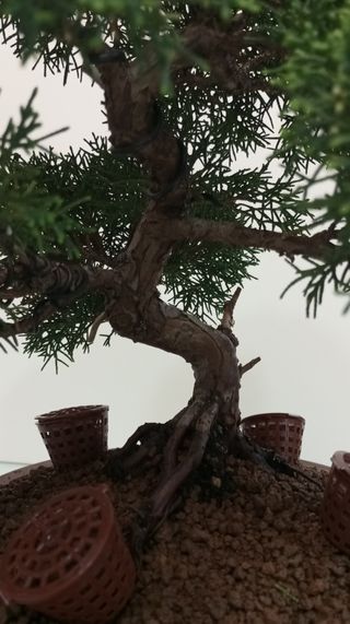Bonsai Junipero Itoigawa (20 años)