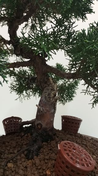 Bonsai Junipero Itoigawa (20 años)