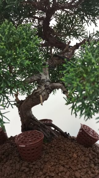 Bonsai Junipero Itoigawa (20 años)