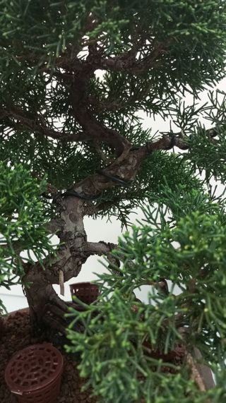 Bonsai Junipero Itoigawa (20 años)