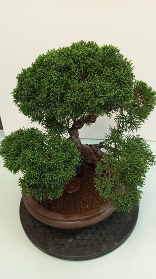 Bonsai Junipero Itoigawa (20 años)