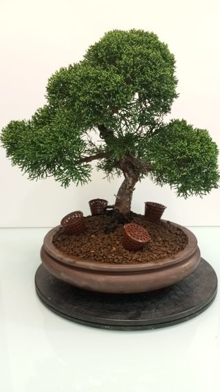 Bonsai Junipero Itoigawa (20 años)
