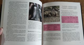 Una imagen de calidad. Cerdo ibérico (1984)