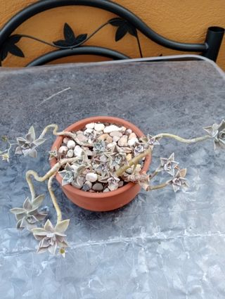 centro Graptopetalos