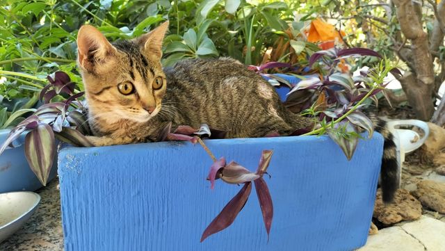 VETERINARIO A DOMICILIO