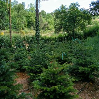 Nordmannianes avivadas