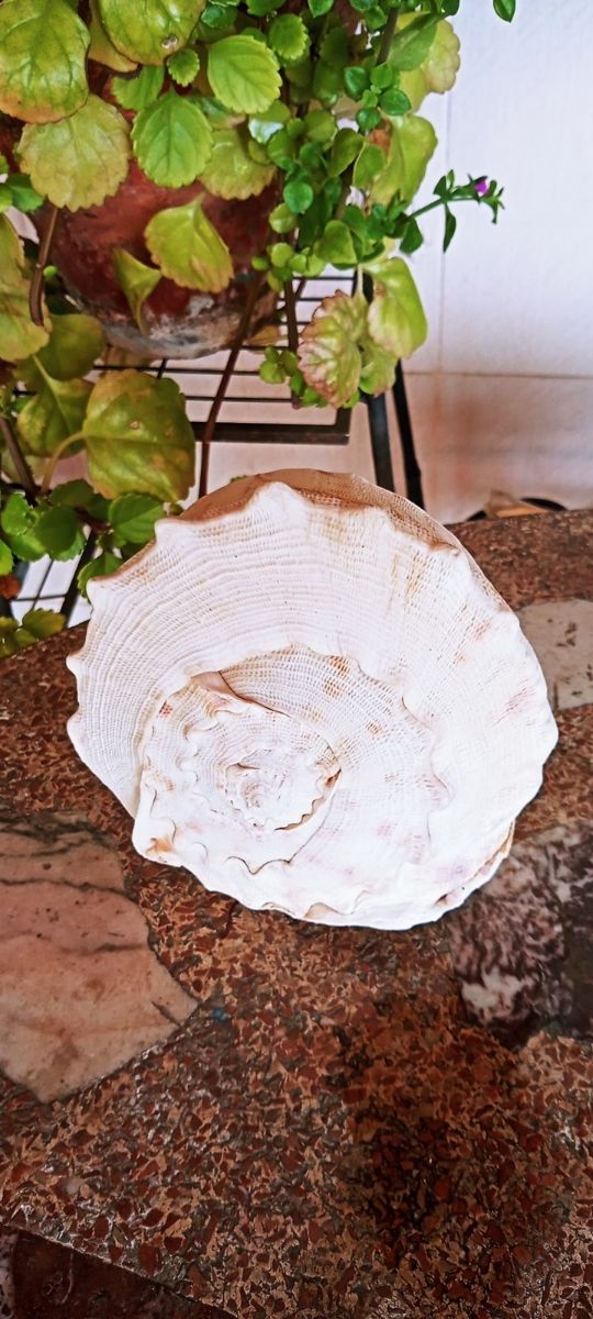 Caracola 🐌 Meló Amphora de Mar.