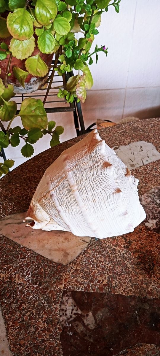 Caracola 🐌 Meló Amphora de Mar.