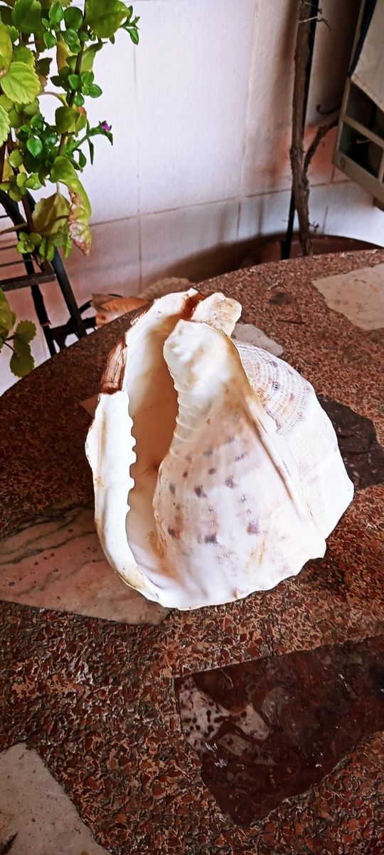 Caracola 🐌 Meló Amphora de Mar.