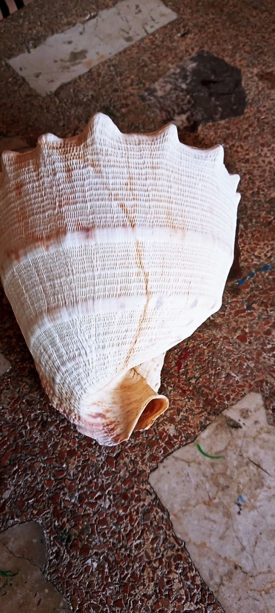 Caracola 🐌 Meló Amphora de Mar.