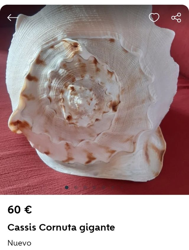 Caracola 🐌 Meló Amphora de Mar.