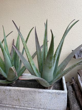 Plantas Aloe Vera