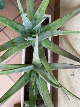 Plantas Aloe Vera