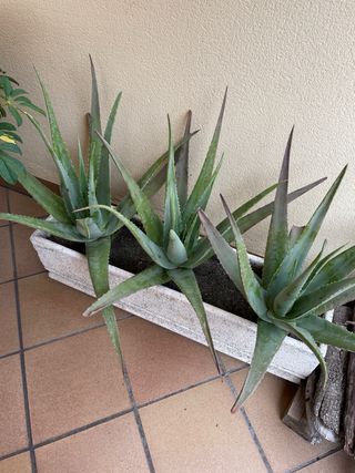 Plantas Aloe Vera