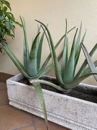 Plantas Aloe Vera