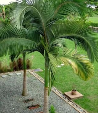 15 semillas de Palmeras variadas