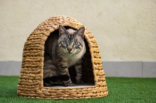 Cama mascotas en fibras naturales.