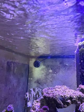 Acuario marino cuadrado 1m x 1m