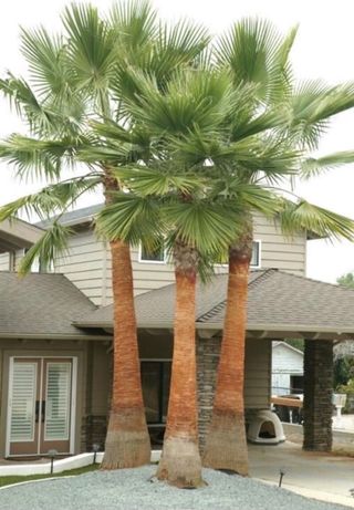 Semillas Palmera Washingtonia