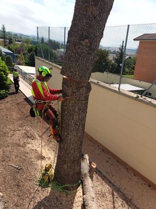 Poda, tala de arboles 🌳 y palmeras 🌴