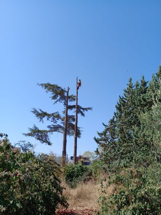 Poda, tala de arboles 🌳 y palmeras 🌴