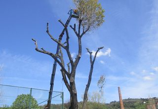 Poda, tala de arboles 🌳 y palmeras 🌴