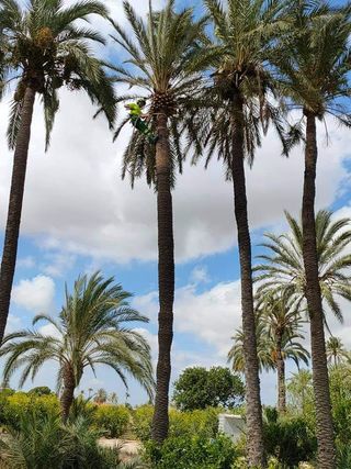 Poda, tala de arboles 🌳 y palmeras 🌴