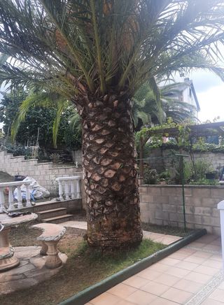 Poda, tala de arboles 🌳 y palmeras 🌴