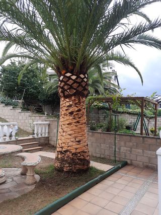 Poda, tala de arboles 🌳 y palmeras 🌴