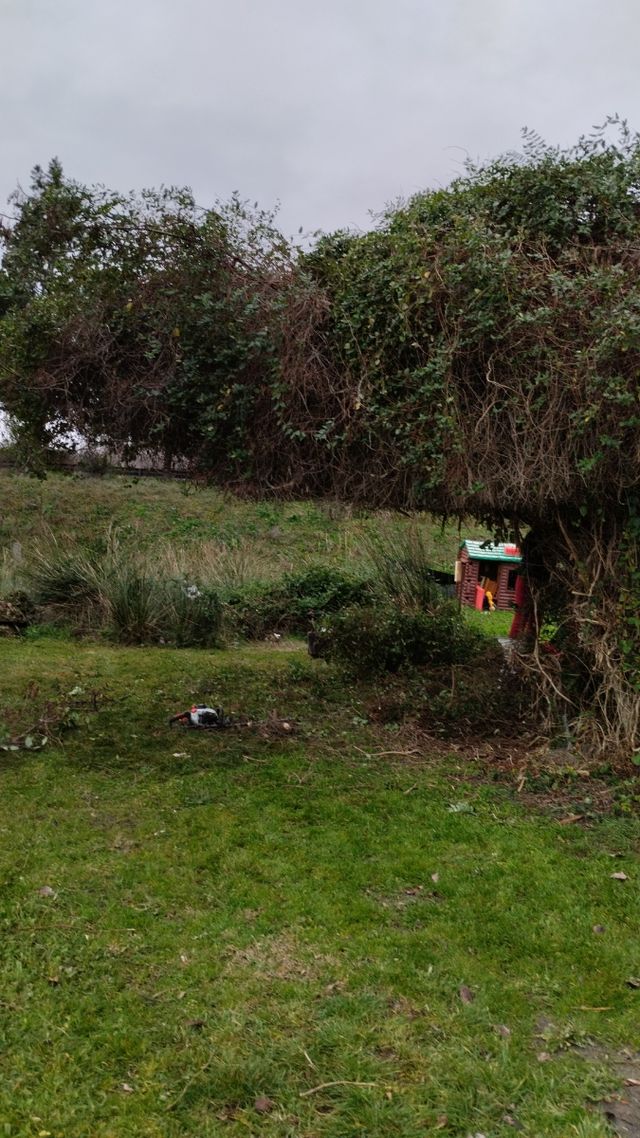 Desbroces y recorte de setos económico