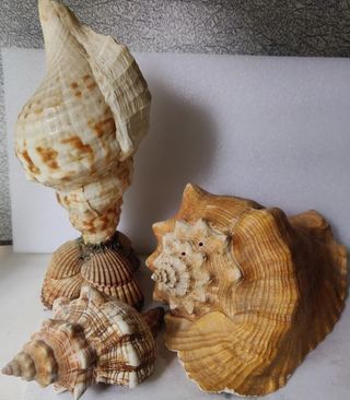 3 CONCHAS MARINAS LA GRANDE 23 CENTIMETROS