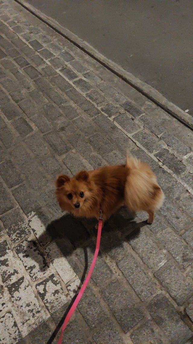 cuidador de mascotas y paseador de perros