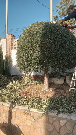 Jardinero experto – Poda, césped, riego y mantenim