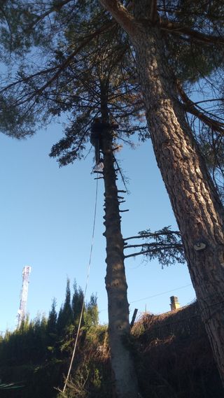 Jardinero experto – Poda, césped, riego y mantenim