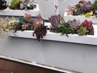 ARREGLOS PLANTAS, TILLANDSIAS, CACTUS O SUCULENTAS