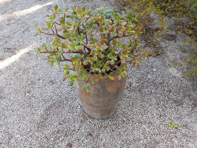 Tinaja mediana con planta crasa