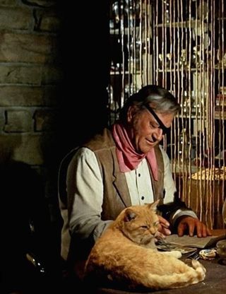 Gato escala 1/6, no hot toys