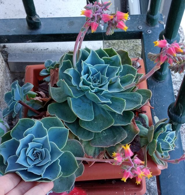 Esquejes suculenta echeveria secunda conchita