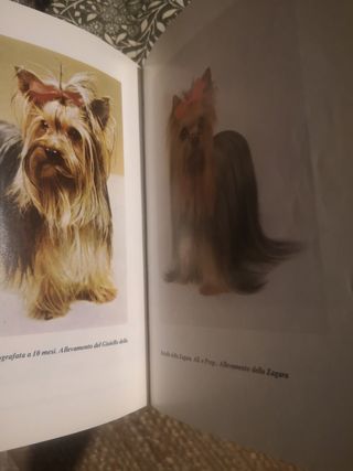 lo yorkshire terrier