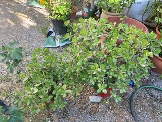 PLANTAS DE JARDÍN MUCHAS VARIEDADES
