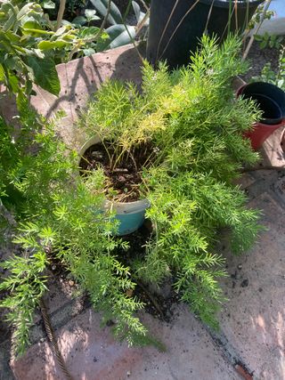 PLANTAS DE JARDÍN MUCHAS VARIEDADES