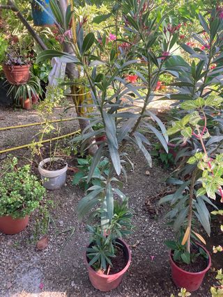 PLANTAS DE JARDÍN MUCHAS VARIEDADES