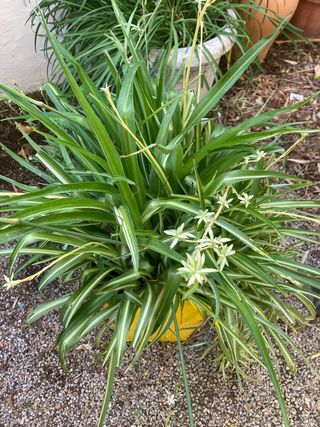 PLANTAS DE JARDÍN MUCHAS VARIEDADES