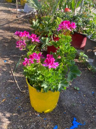 PLANTAS DE JARDÍN MUCHAS VARIEDADES