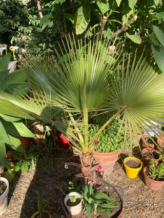 PLANTAS DE JARDÍN MUCHAS VARIEDADES