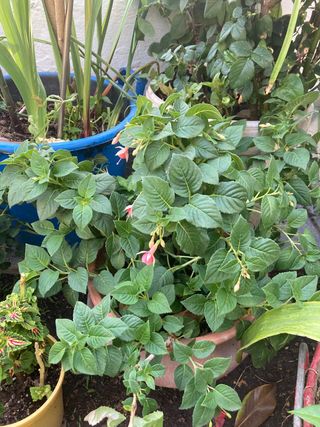 PLANTAS DE JARDÍN MUCHAS VARIEDADES