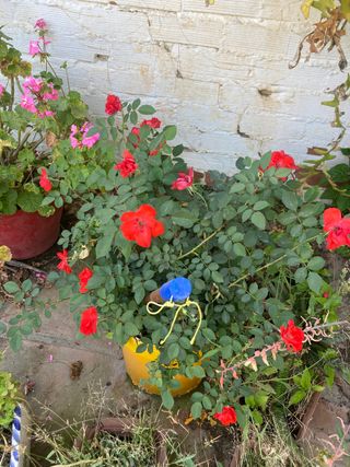 PLANTAS DE JARDÍN MUCHAS VARIEDADES